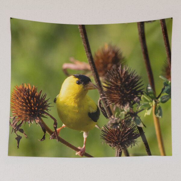 Item preview, The American Goldfinch Enjoying Seeds From My Coneflowers designed and sold by wenzler.