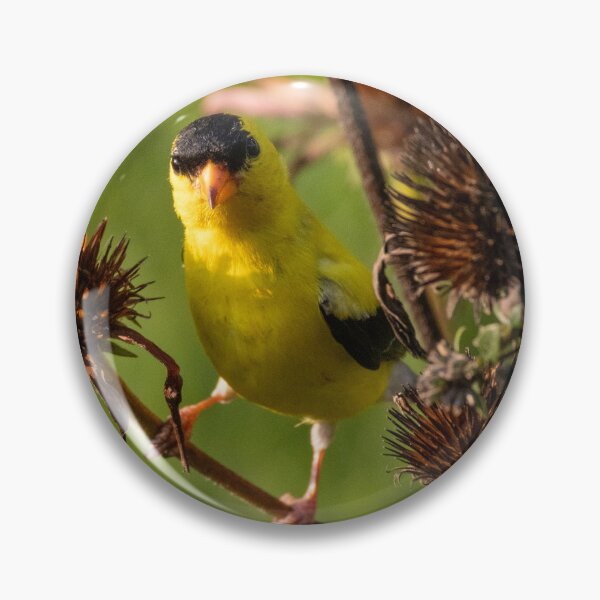 Item preview, The American Goldfinch, scientifically known as Spinus tristis designed and sold by wenzler.