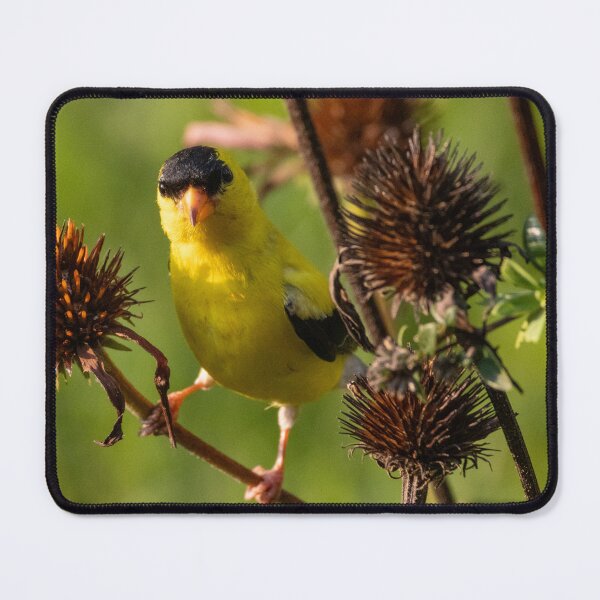 Item preview, The American Goldfinch, scientifically known as Spinus tristis designed and sold by wenzler.