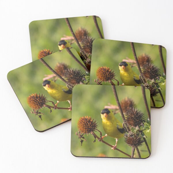Item preview, The American Goldfinch, scientifically known as Spinus tristis designed and sold by wenzler.