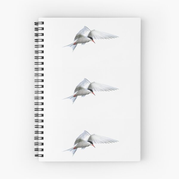 Item preview, Observation (common Tern) designed and sold by lyttonimages.