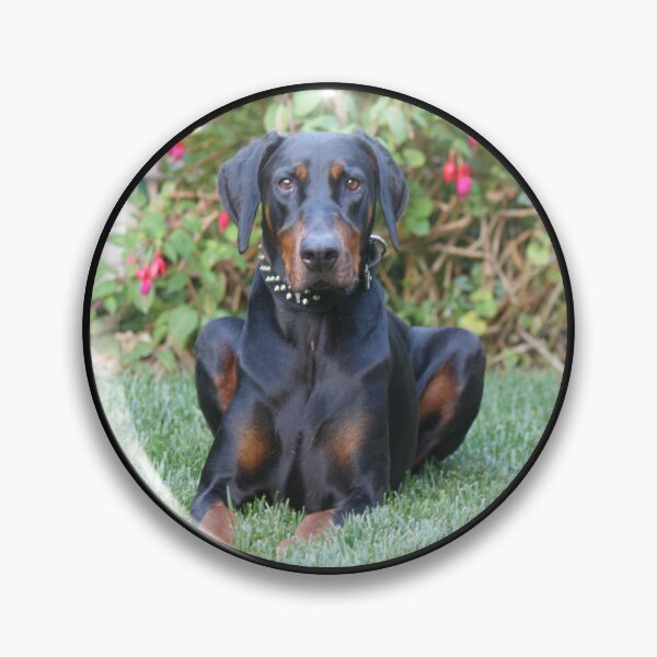 Artikelvorschau, DEX Dobermann entworfen und verkauft von Glynnis Owen.