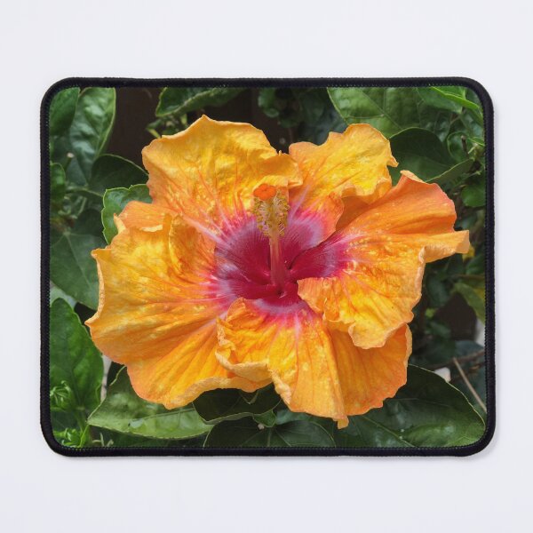 Item preview, Yellow Hibiscus Flower In Costa Rica designed and sold by peaches23.