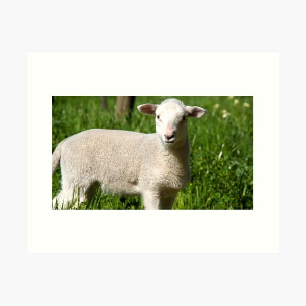 Item preview, A Lamb at Magpie Springs by Adelaide Artist Avril Thomas designed and sold by MagpieSprings.