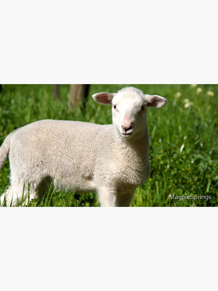 Thumbnail 3 of 3, Sticker, A Lamb at Magpie Springs by Adelaide Artist Avril Thomas designed and sold by MagpieSprings.