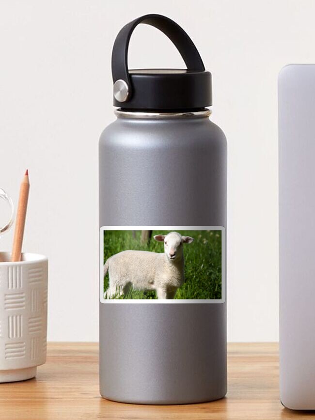 Thumbnail 1 of 3, Sticker, A Lamb at Magpie Springs by Adelaide Artist Avril Thomas designed and sold by MagpieSprings.