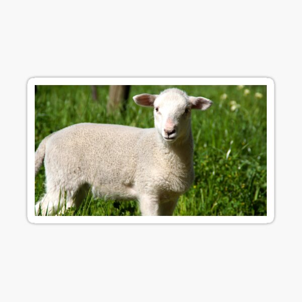 Item preview, A Lamb at Magpie Springs by Adelaide Artist Avril Thomas designed and sold by MagpieSprings.