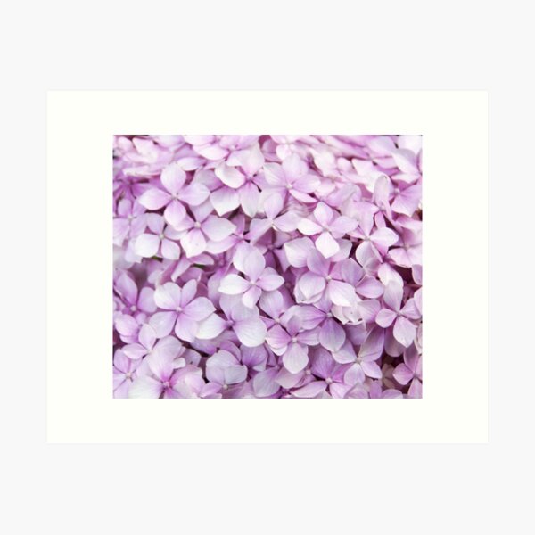 Item preview, Pink Hydrangea at Magpie Springs by Adelaide Artist Avril Thomas designed and sold by MagpieSprings.
