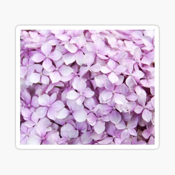 Item preview, Pink Hydrangea at Magpie Springs by Adelaide Artist Avril Thomas designed and sold by MagpieSprings.