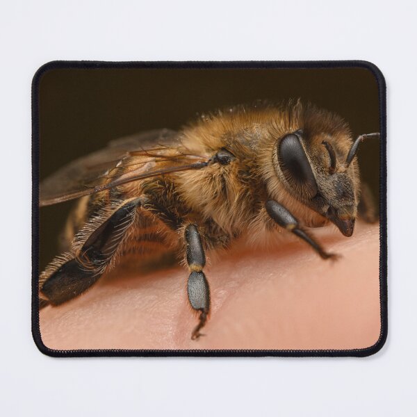 Item preview, Honeybee (Apis mellifera) on the fingertip designed and sold by Ldarro.