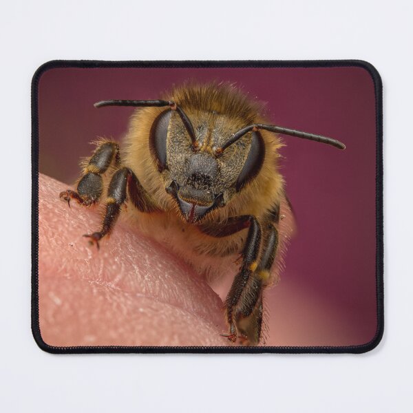 Item preview, A honeybee (Apis mellifera, Linnaeus, 1758) on the fingertip designed and sold by Ldarro.