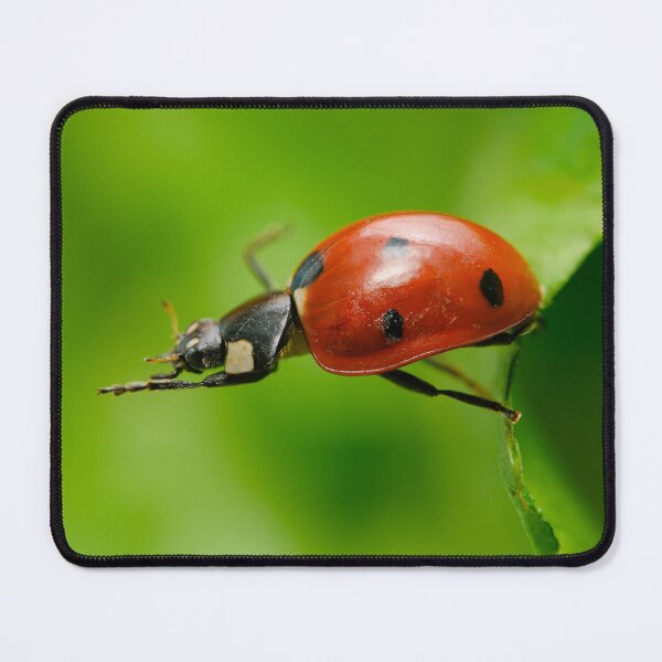 Item preview, Seven-spotted Ladybug says Hi! designed and sold by Ldarro.
