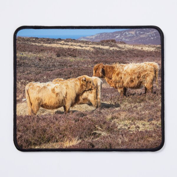 Item preview, Highland Cattle. designed and sold by Dave Hare Photography.