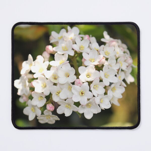 Item preview, Burkwood Viburnum designed and sold by pinkal.