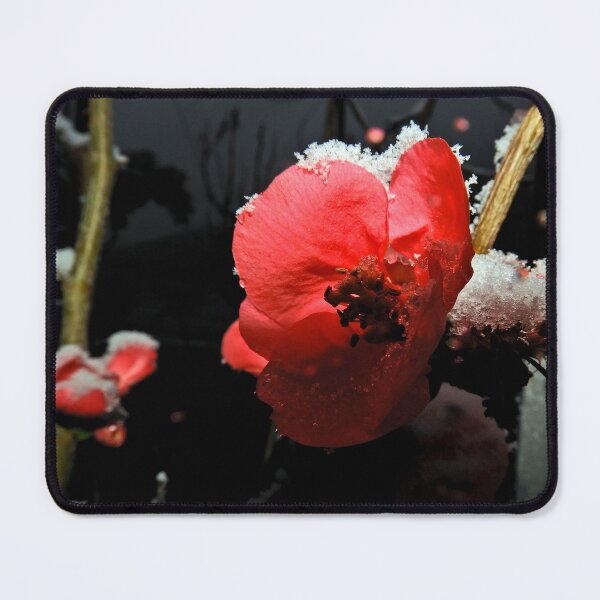 Item preview, Cintonia, japanese quince, in the winter designed and sold by Art By M.