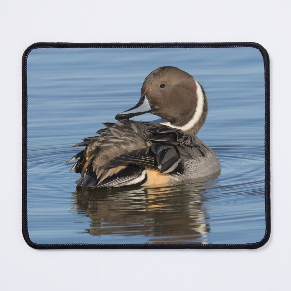Item preview, Pintail designed and sold by LaurenTucker.