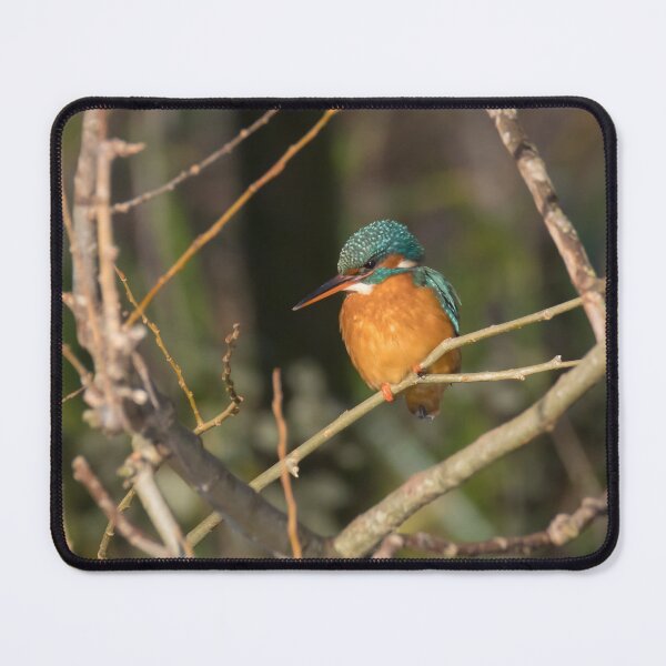 Item preview, Kingfisher designed and sold by LaurenTucker.