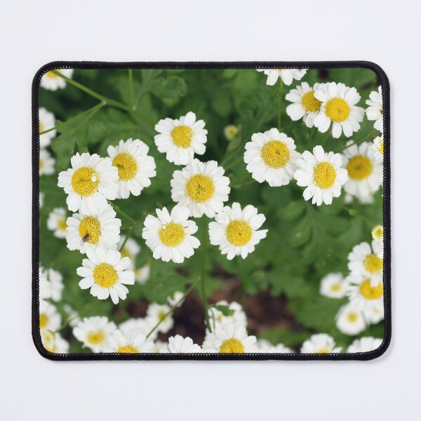 Item preview, Camomile flowers designed and sold by pinkal.