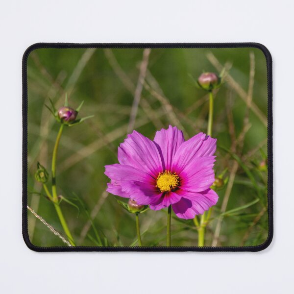 Item preview, The Enchanting Garden Cosmos "Cosmos bipinnatus" designed and sold by wenzler.