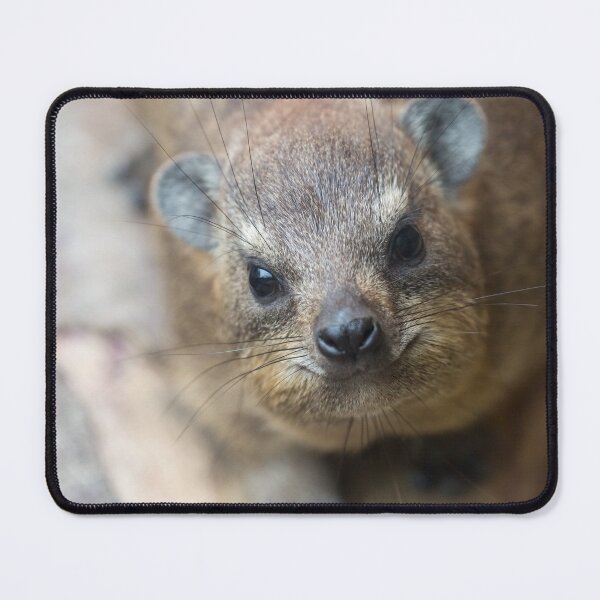 Item preview, Rock Hyrax Photo Cute Vampire Potato III designed and sold by matchamoonshop.
