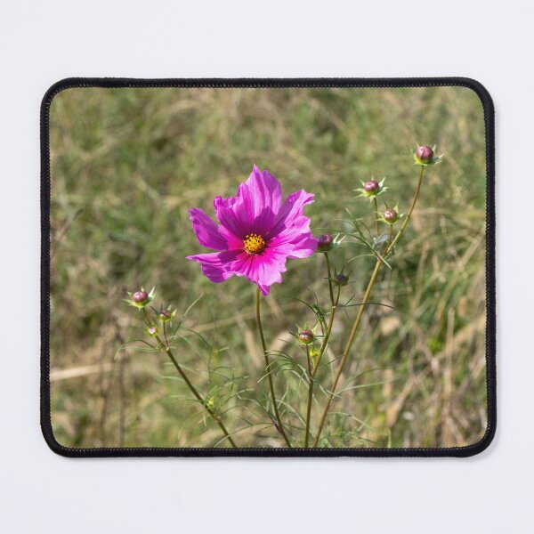 Item preview, Garden Cosmos "Cosmos bipinnatus" designed and sold by wenzler.