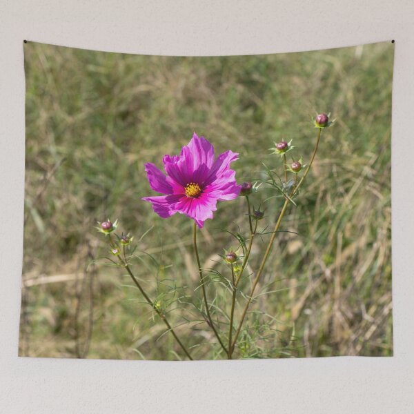 Item preview,  Garden Cosmos "Cosmos bipinnatus" designed and sold by wenzler.