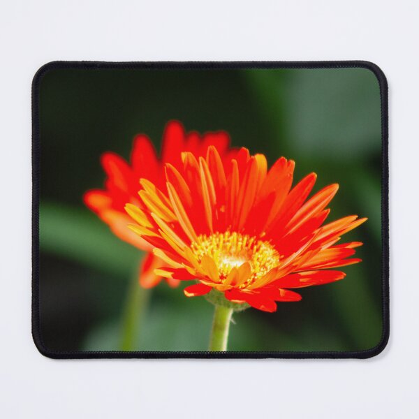 Item preview, Gerber Daisy: A Vibrant Attraction for Pollinators designed and sold by wenzler.