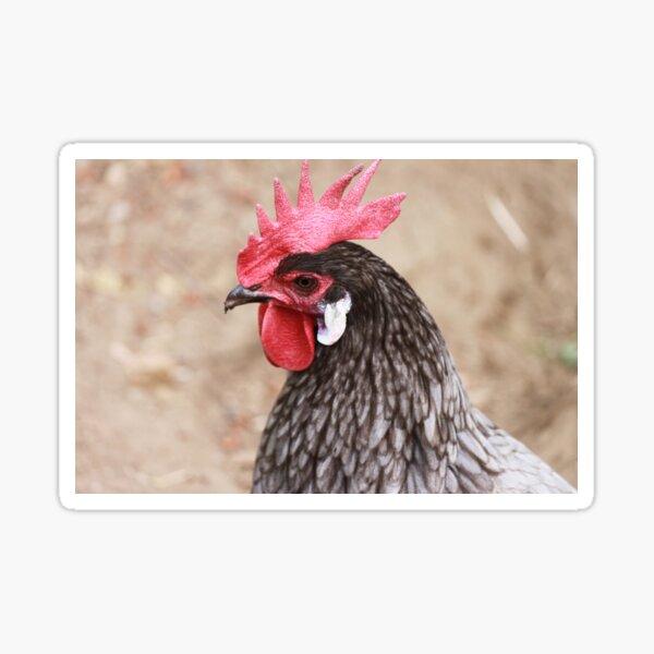 Mattie's Chicken Sticker