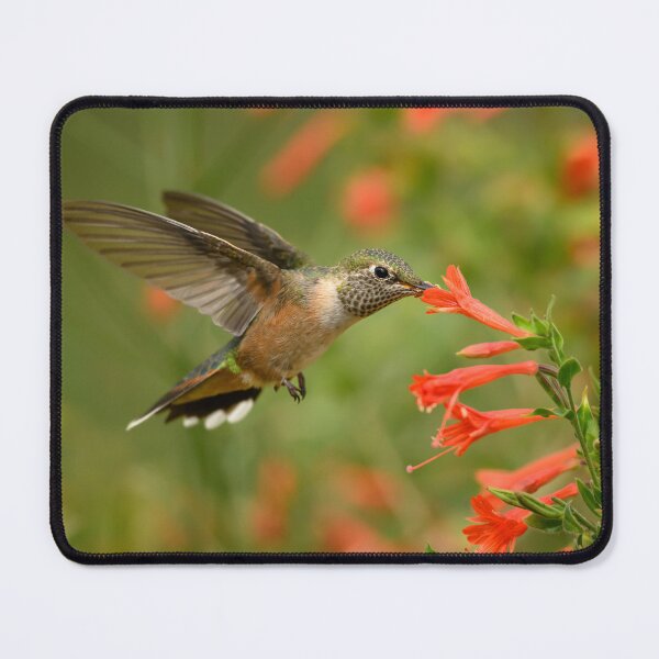 Item preview, Hummingbird and red flowers designed and sold by Eivor Kuchta.