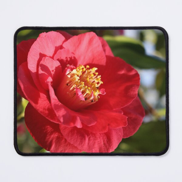 Item preview, Camellia japonica designed and sold by pinkal.
