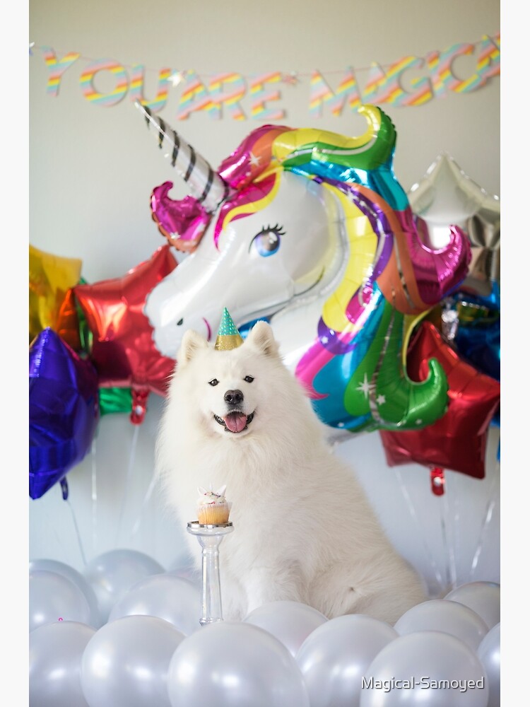 birthday samoyed