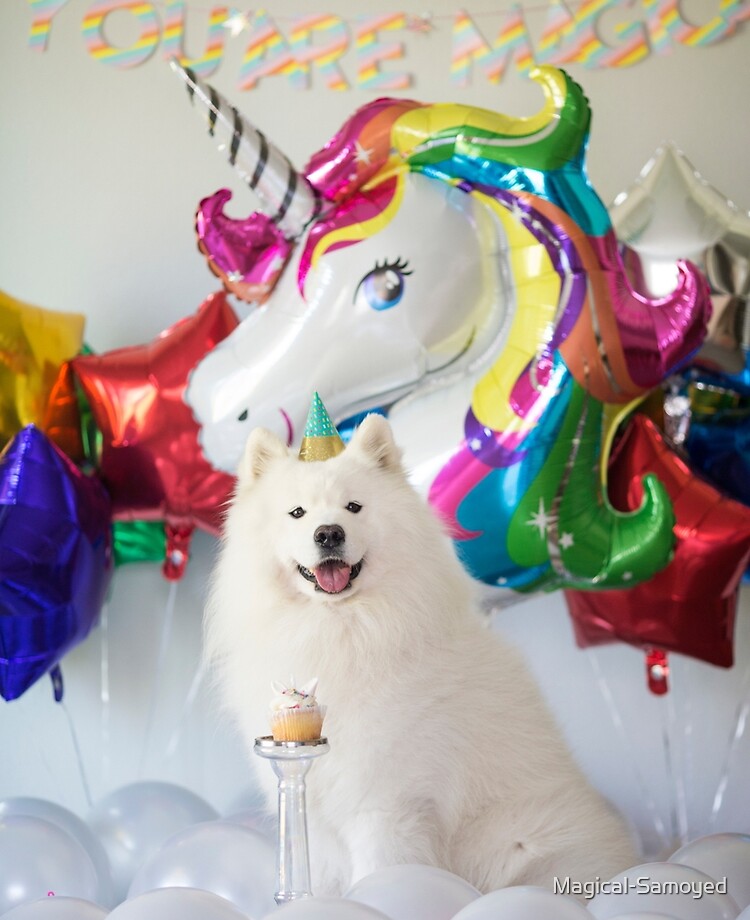 happy birthday samoyed