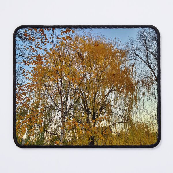 Item preview, Golden Autumn Foliage in Tranquil Park, Charles River Esplanade, 12/1/24 designed and sold by florencemilan.
