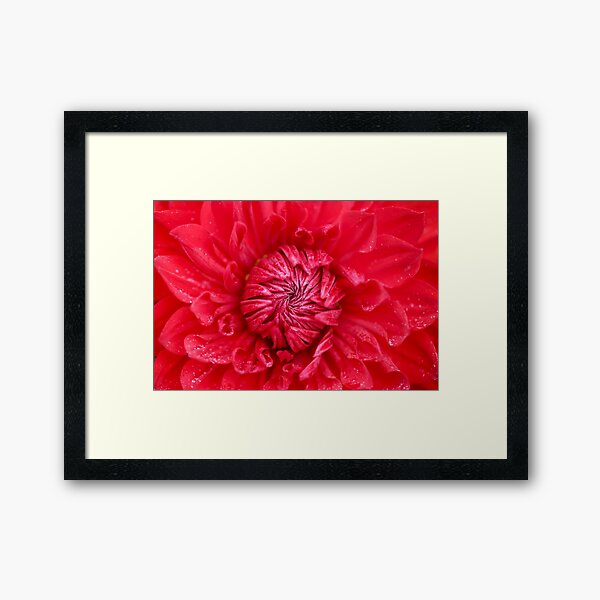 Item preview, Red Dahlia Budding Brightly designed and sold by kreativejooce.