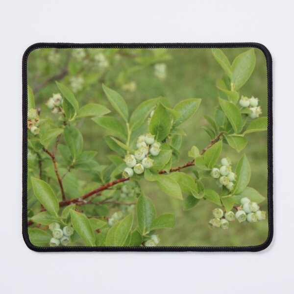 Item preview, Blueberries. . . almost designed and sold by Nerd-Mart.