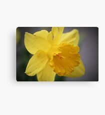Spring Daffodils #2 Canvas Print