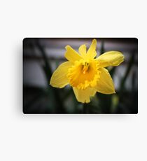 Spring Daffodils #3 Canvas Print