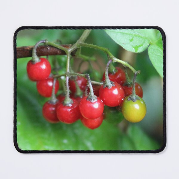 Item preview, Bittersweet nightshade berries designed and sold by pinkal.