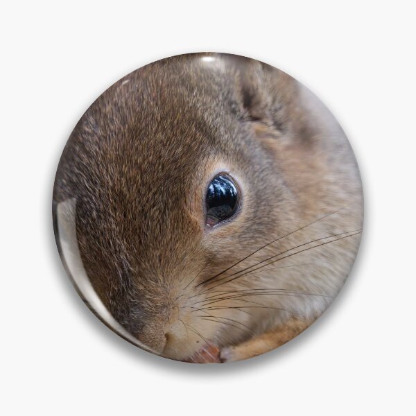 Item preview, All the forest in the eyes. Red squirrel designed and sold by Jouko Lehto Photography.