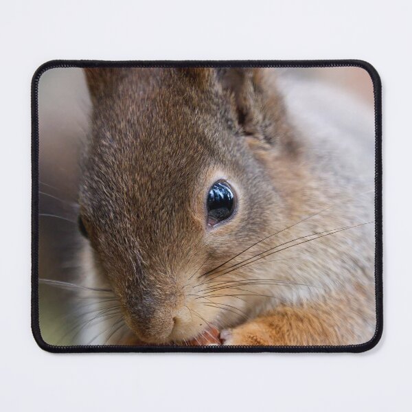 Item preview, All the forest in the eyes. Red squirrel designed and sold by Jouko Lehto Photography.