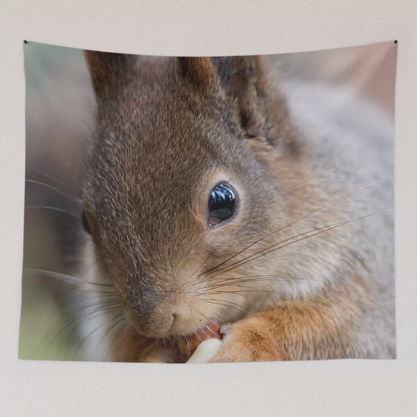 Item preview, All the forest in the eyes. Red squirrel designed and sold by Jouko Lehto Photography.