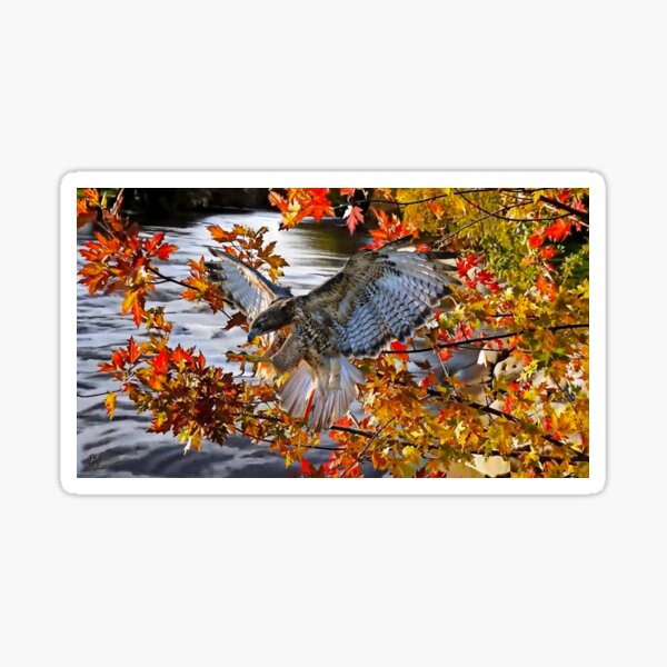 Item preview, Falcon designed and sold by billfox256.