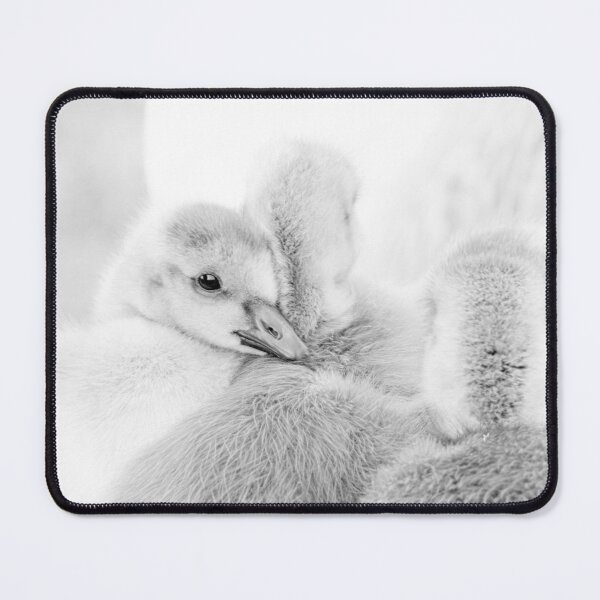 Item preview, Canadian goose goslings designed and sold by Margriet Photography .