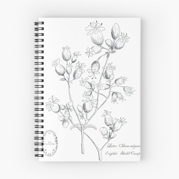 Item preview, Vintage Ink Botanical: Silene vulgaris designed and sold by artievarudzite.