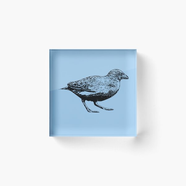 Item preview, Little Buttonquail Black Design  designed and sold by designsasstultd.