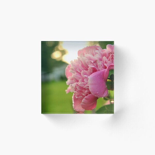 Item preview, Peony 5 designed and sold by Paige Isovitsch.