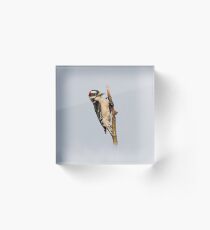 Male Downy Woodpecker on the Pear Tree Acrylic Block