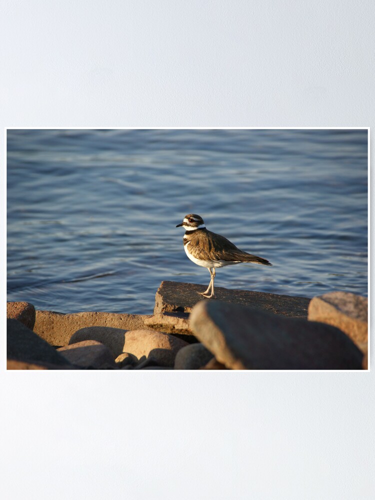 Thumbnail 1 of 3, Poster, Killdeer designed and sold by TingyWende.