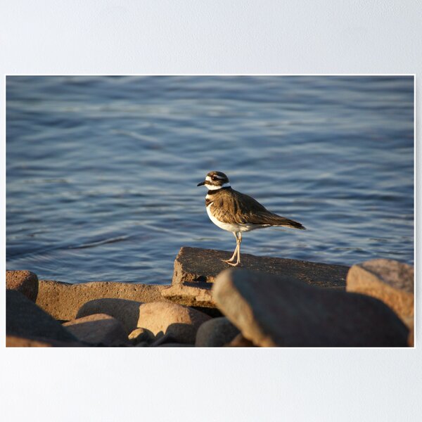 Item preview, Killdeer designed and sold by Tammy Drombolis.