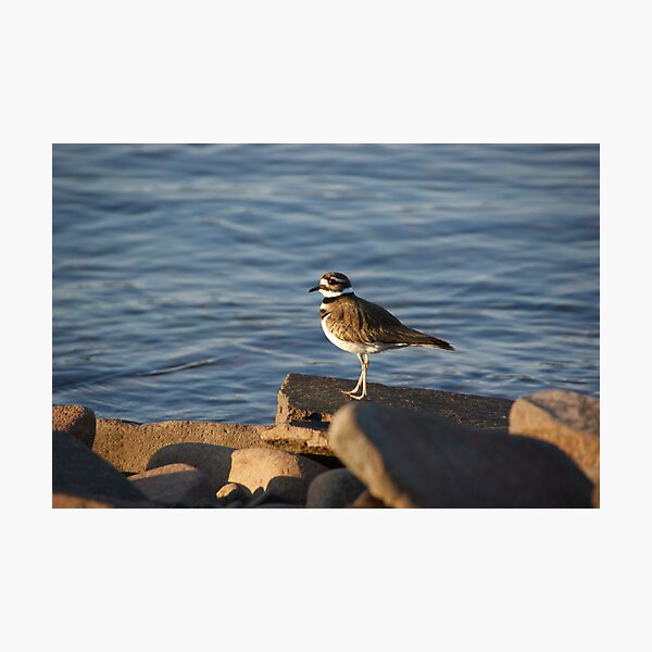 Item preview, Killdeer designed and sold by Tammy Drombolis.